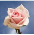 ΤΡΙΑΝΤΑΦΥΛΛΑ ΣΟΜΟΝ 60εκ. ROSEN  PINK CHAMPAIGN 60cm